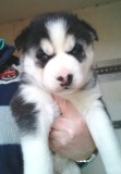 Very special siberian husky puppies