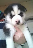 Very special siberian husky puppies