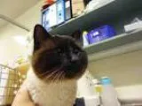 Adopt A568838 a Siamese  Mixed (medium coat) cat in Calgary AB (
