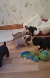 Gorgeous litter of pugs wit health paper