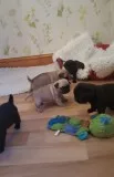 Gorgeous litter of pugs wit health paper