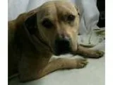 Adopt MYA a BrownChocolate Pit Bull Terrier  Mixed dog in Rivers