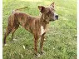 Adopt Bree a Australian Cattle Dog (Blue Heeler) Pit Bull Terrie