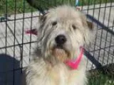Adopt Noodles a Wheaten Terrier Old English Sheepdog