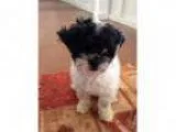 Adopt Macie Mae a Shih Tzu Poodle