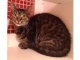 Adopt Tigress a Brown Tabby Domestic Shorthair (short coat) cat 