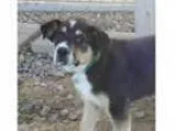 Adopt Michael a Collie Australian Shepherd