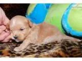 Handsome CotonToy Poodle boy in Northeast Indiana