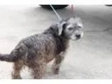 Adopt Maggie a Schnauzer Terrier