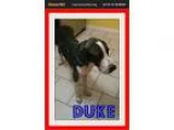 Adopt duke a Great Dane