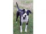 Adopt Lionel Richie a Pit Bull Terrier  Mixed dog in Boston MA (