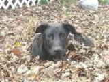 Adopt Sophie a Black Labrador Retriever  Mixed dog in Columbus I