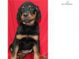Roxie WE DELIVER PUPPIES TO YOUR DOOR