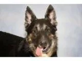 Adopt Barney Fife a German Shepherd Dog  Mixed dog in Newport Be