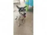 Adopt CharlieMS a Jack Russell Terrier