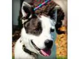 Adopt Rocky Top a White - with Black Cattle Dog  Mixed dog in Cl