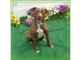 Adopt KANO a Plott Hound