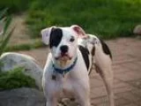 Adopt Petey a Black - with White American Staffordshire Terrier 