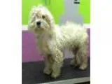 Adopt Rudy a White Poodle (Miniature)  Bichon Frise  Mixed dog i