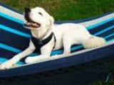 Adopt Moon a White Great Pyrenees  Mixed dog in Denton TX (15774