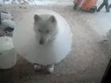 Adopt Nala a White Samoyed  Siberian Husky  Mixed dog in Los Ang