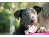 Adopt Butterfinger a Black - with White Labrador Retriever  Mixe