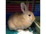 Adopt Marie and Michelle a Harlequin