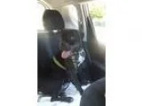 Adopt Hodge a Black Cane Corso  Boxer  Mixed dog in Joliet IL (1