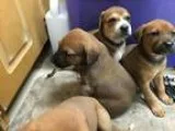 Adopt Rose s puppies a RedGoldenOrangeCh estnut - with White Hou