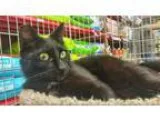Adopt Jade a All Black Domestic Shorthair  Mixed cat in Encinita