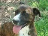 Adopt Spring a Brindle - with White Boxer  Mixed dog in Martinsv