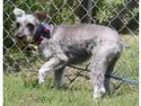 Adopt Ana a Schnauzer