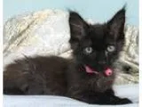 Adopt BooFrankie a All Black Domestic Mediumhair (medium coat) c
