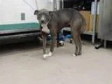 Adopt GYPSIE a Blue LacyTexas Lacy  Mixed dog in Waco TX (156812