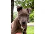 Adopt Brooke a GraySilverSalt and Pepper - with White American P