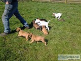 Super cute, chunky and healthy boxer pups