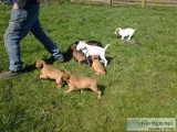Super cute, chunky and healthy boxer pups