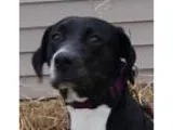 Adopt Angel a Black - with White Great Dane  Labrador Retriever 