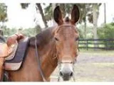 GREAT Trail Mule