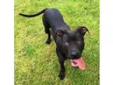 Adopt Vanesa GREAT DOG a Black American Pit Bull Terrier  Labrad
