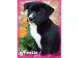 Adopt Nessie a Black - with White Border Collie  Shepherd (Unkno