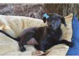 Adopt Jesse Bug a Doberman Pinscher  Hound (Unknown Type)  Mixed