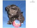 Cola Male Yorkiepoo puppy for Sale in Ohio
