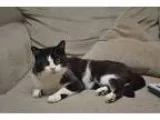 Adopt Cat Man a Black and White or Tuxedo British Shorthair (sho