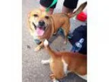 Clover - Female Shepherd (Unknown Type) Mix