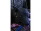Adopt Misty a Italian Greyhound Pharaoh Hound