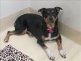 Adopt Maybelline a Australian Shepherd  Rottweiler  Mixed dog in