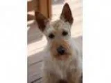 Adopt Eli a Scottish Terrier Scottie