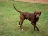 Adopt A075286 a RedGoldenOrangeCh estnut Labrador Retriever  Mix