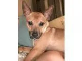 Adopt Luke a Basenji
